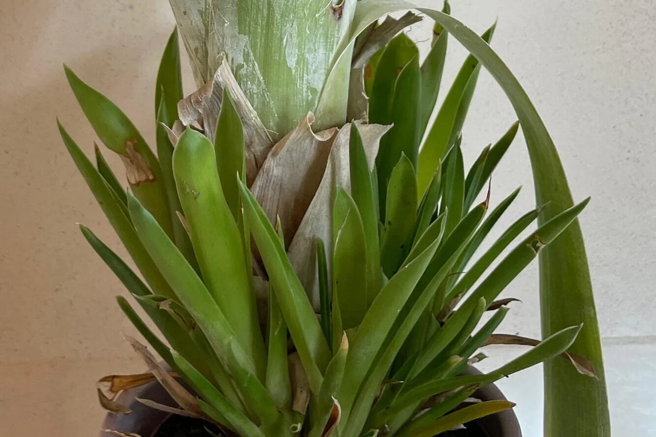 Brocchinia
