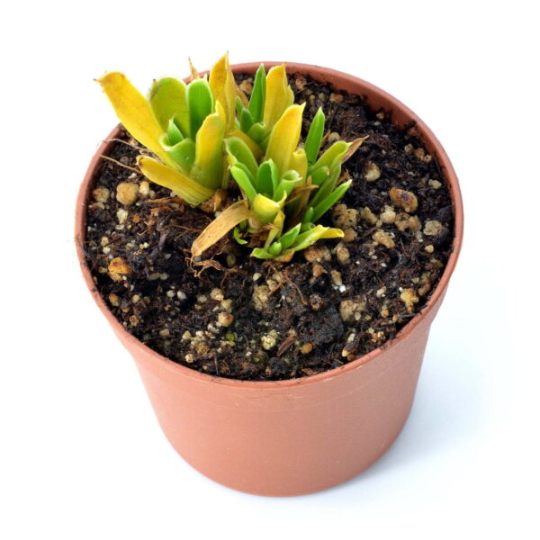 Brocchinia reducta