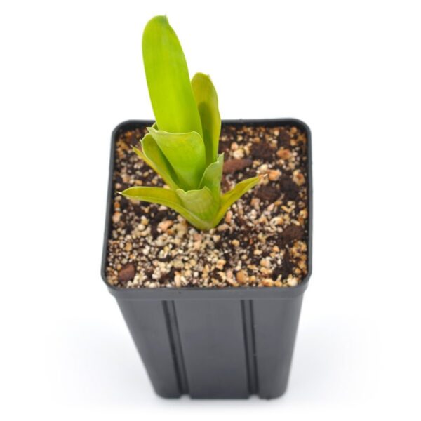Big pot: Brocchinia reducta
