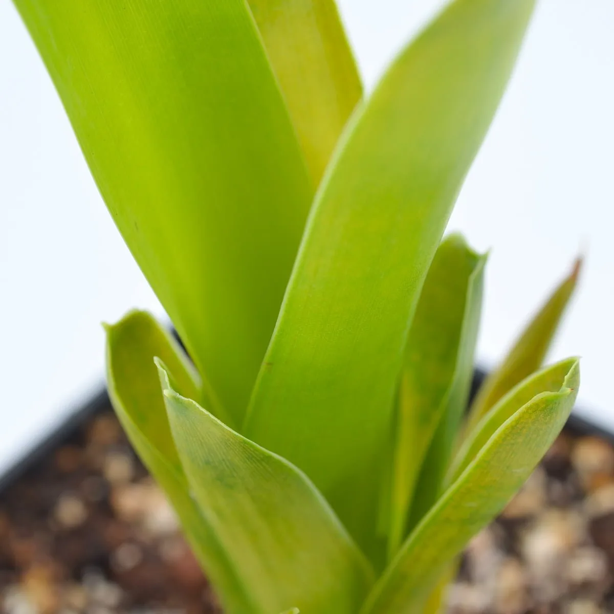 Brocchinia reducta