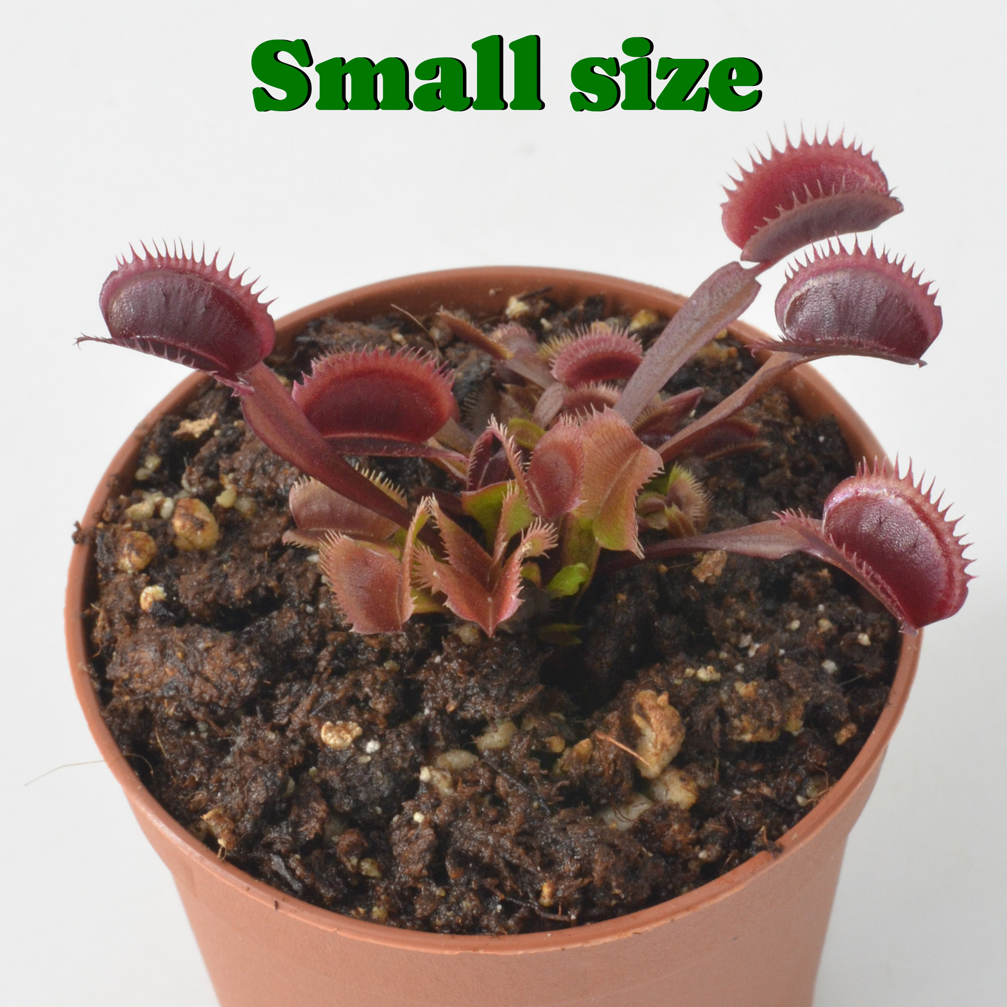 Dionaea Muscipula CF x 12