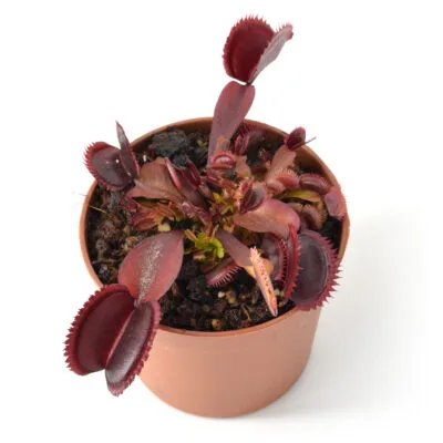 Dionaea Muscipula CF x 12