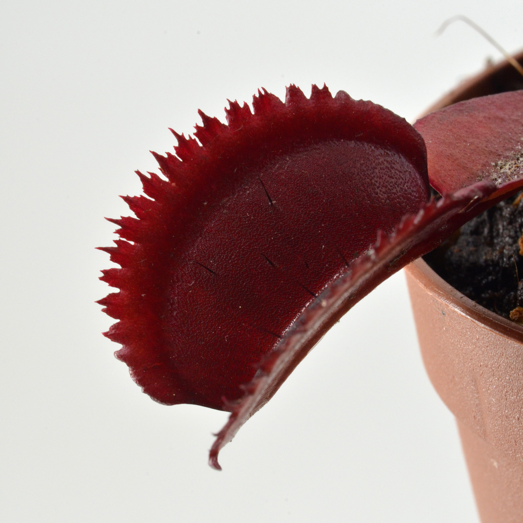 Dionaea Muscipula CF x 12