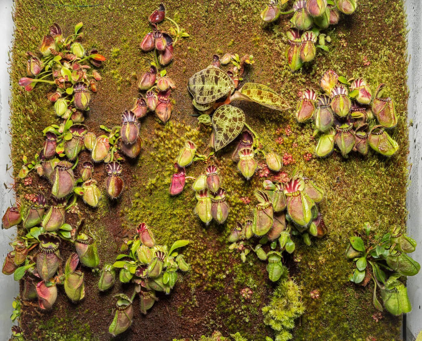 Cephalotus Australien pitcher plant wall