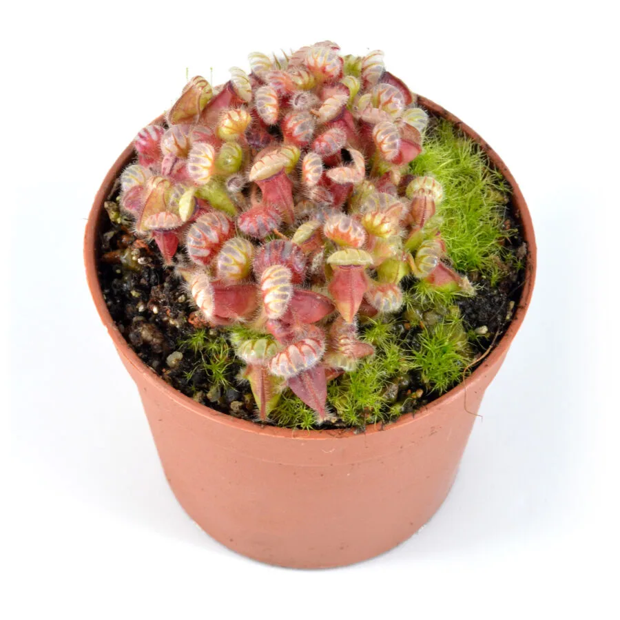 Cephalotus follicularis