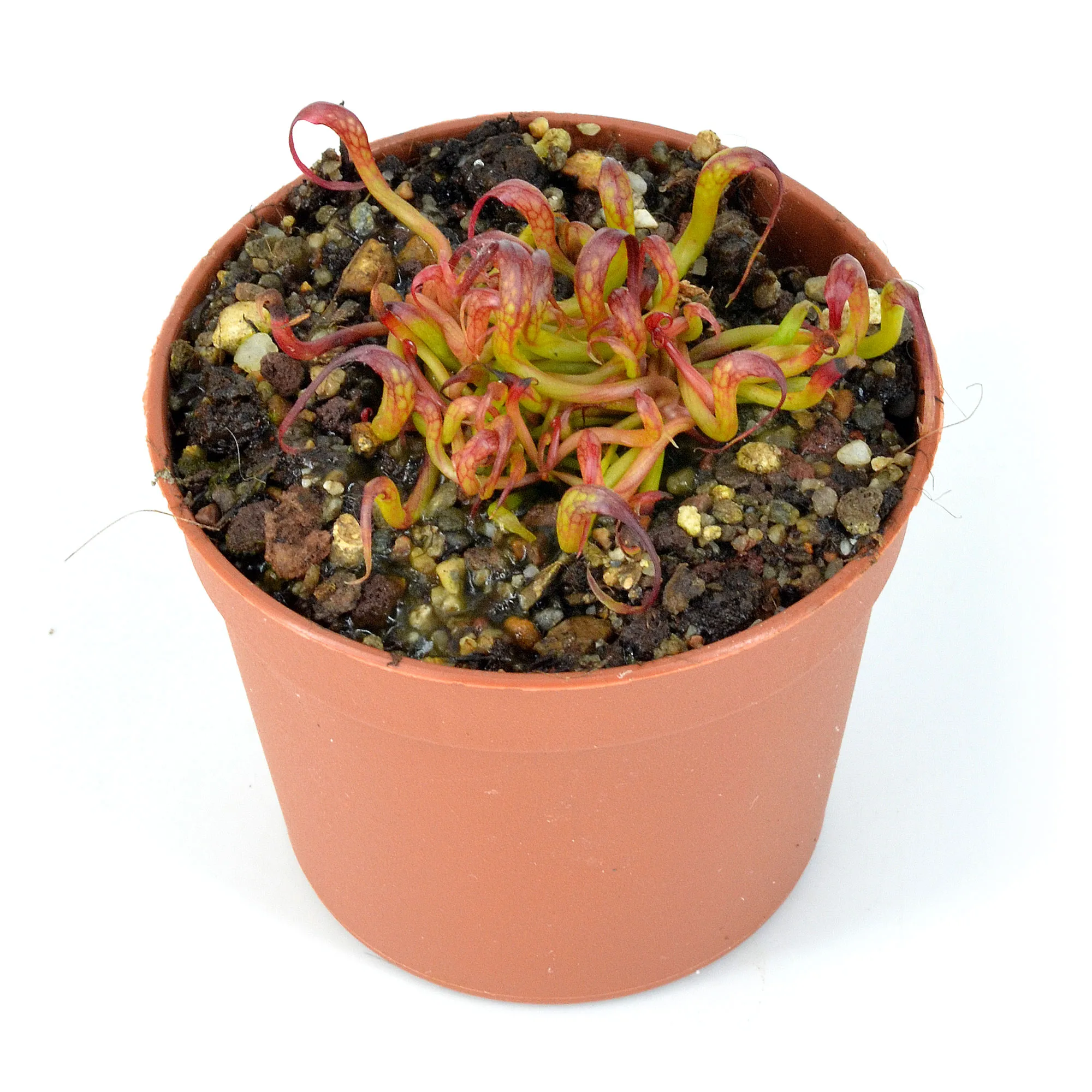 Darlingtonia californica Meadowhall x Goliath K4 DSC_0649