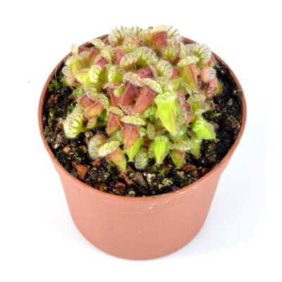 Cephalotus follicularis