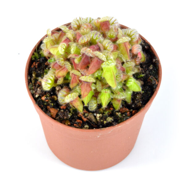 Cephalotus follicularis