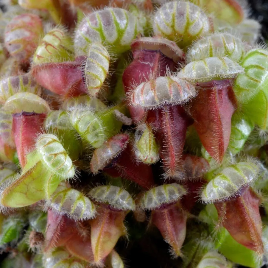 Cephalotus follicularis
