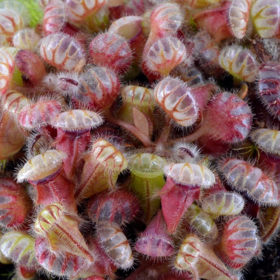 Cephalotus follicularis