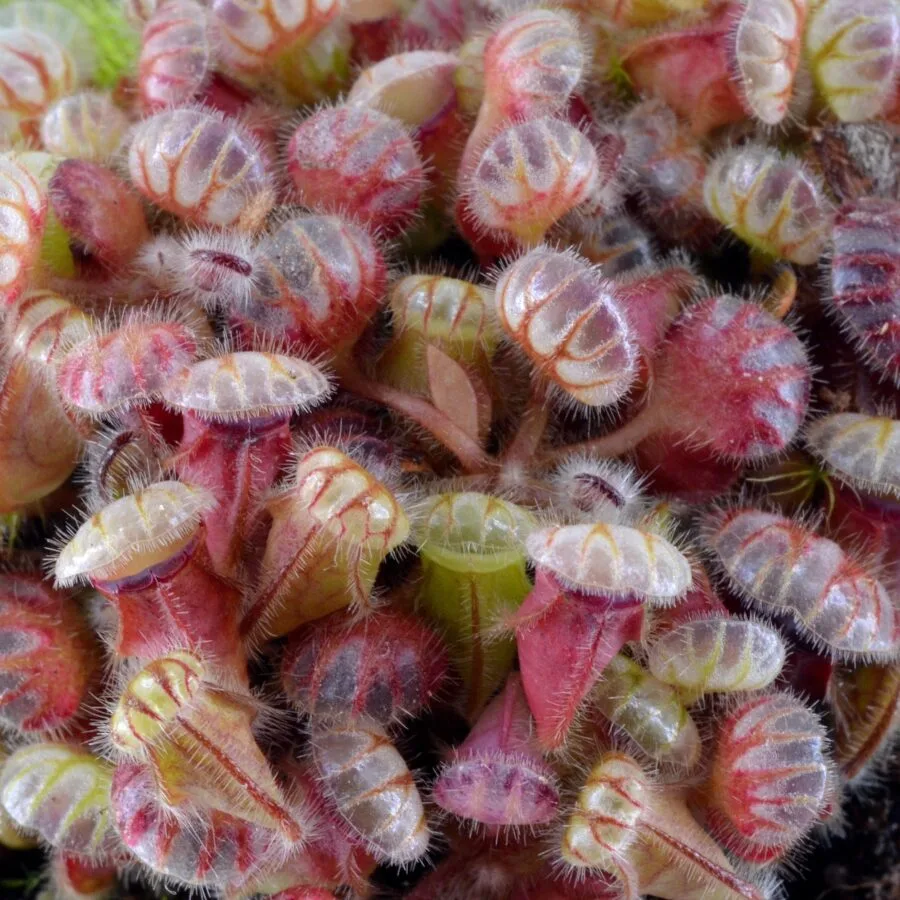 Cephalotus follicularis