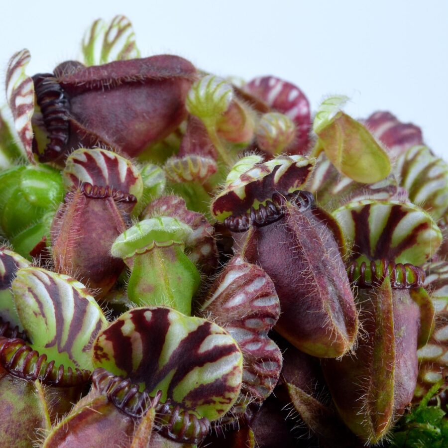 Cephalotus follicularis