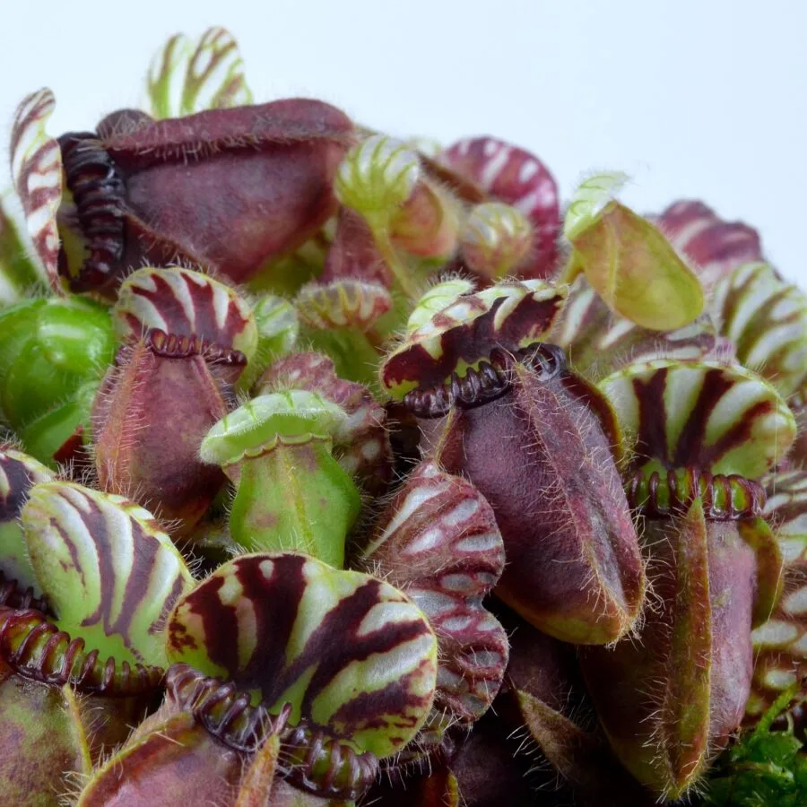 Cephalotus follicularis