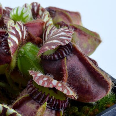 Cephalotus follicularis 