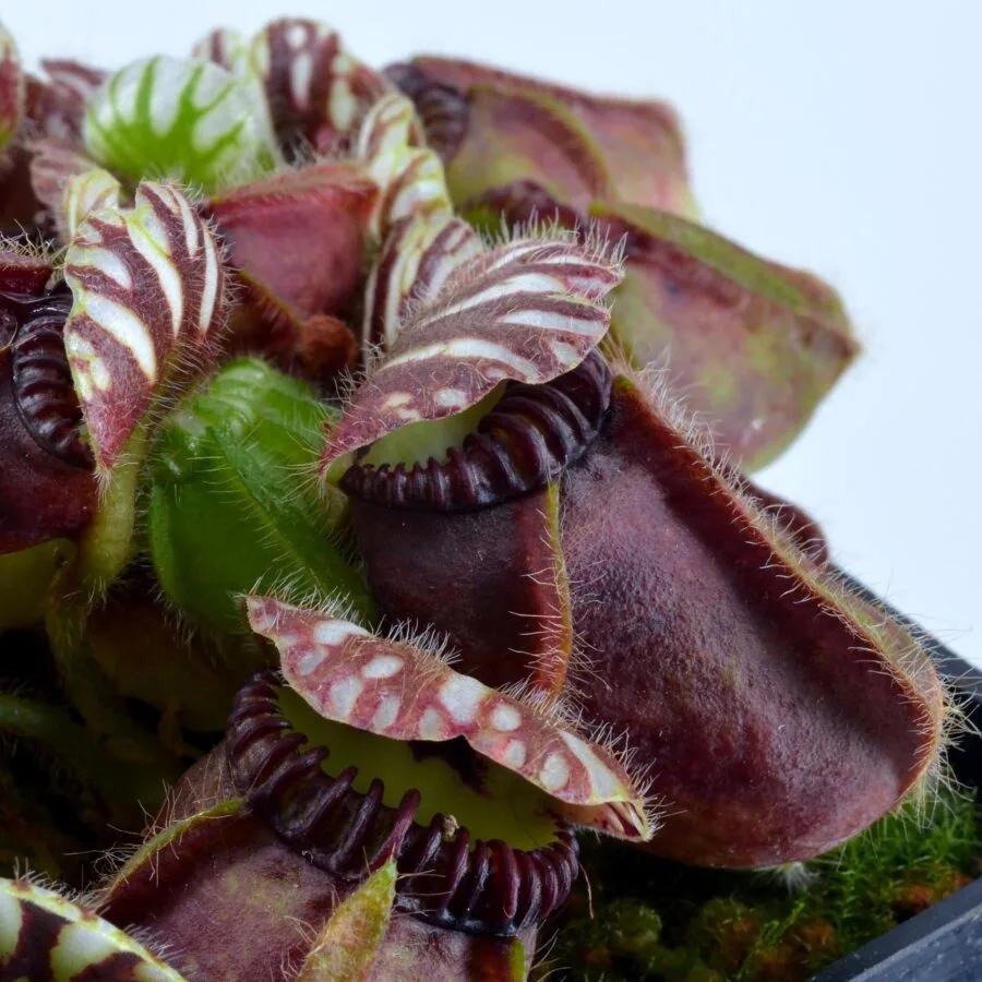 Cephalotus follicularis