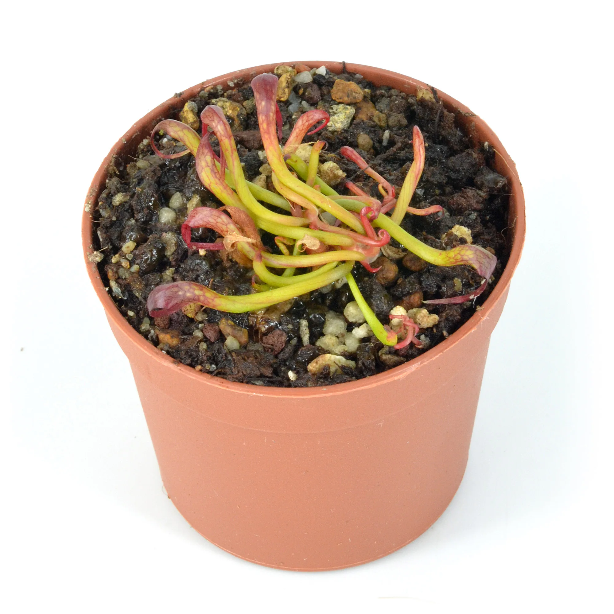 Darlingtonia californica-'Meadowhall'-x-'Red-German-Giant'-K3-DSC_0659