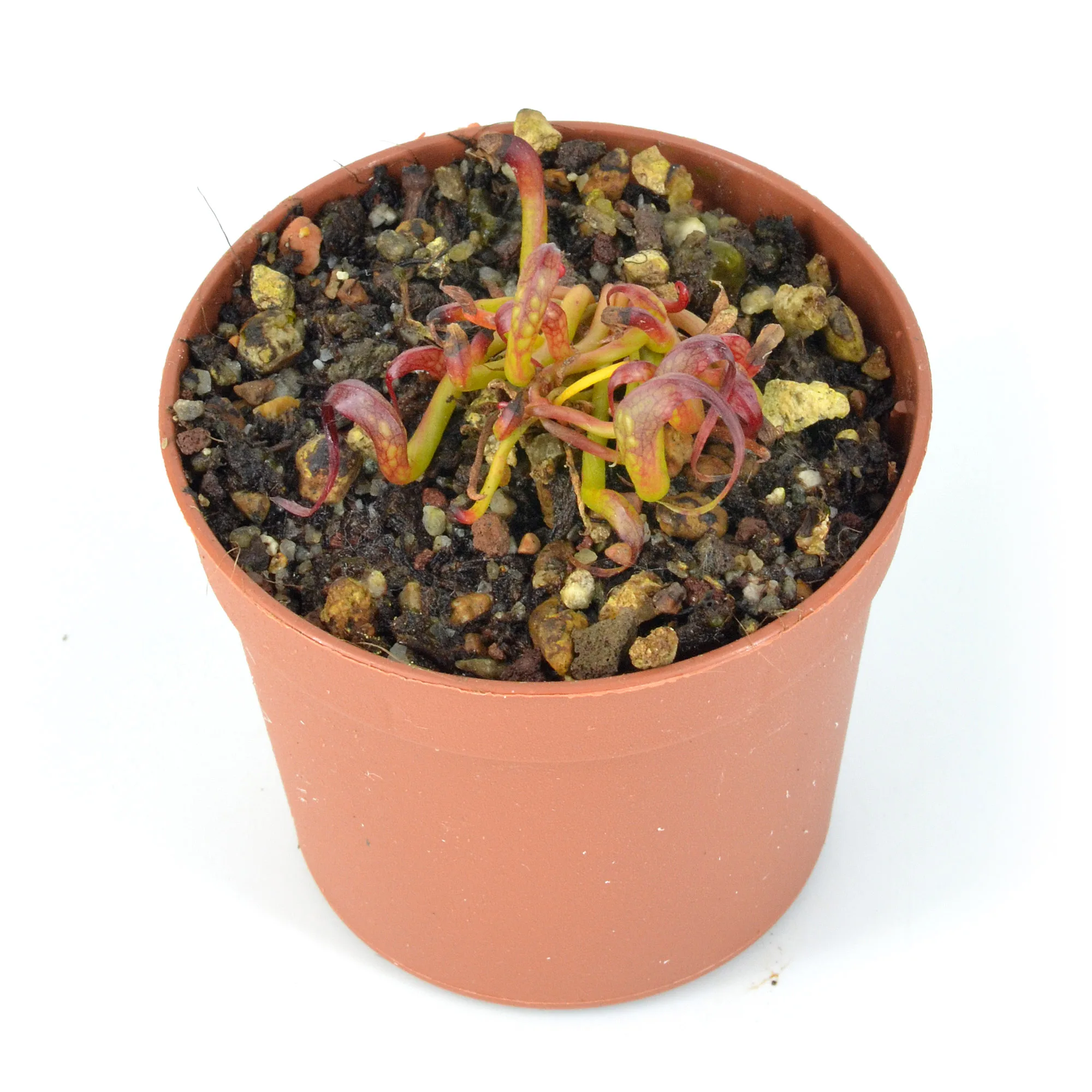 Darlingtonia californica 'Scottish-Clone'-x-'Suislaw-Giant'-k2-DSC_0653