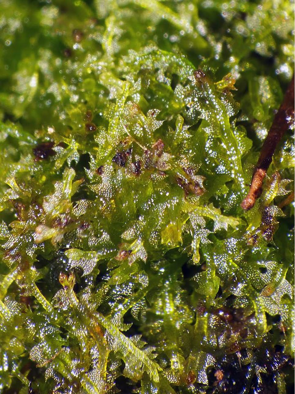 Cephalozia connivens