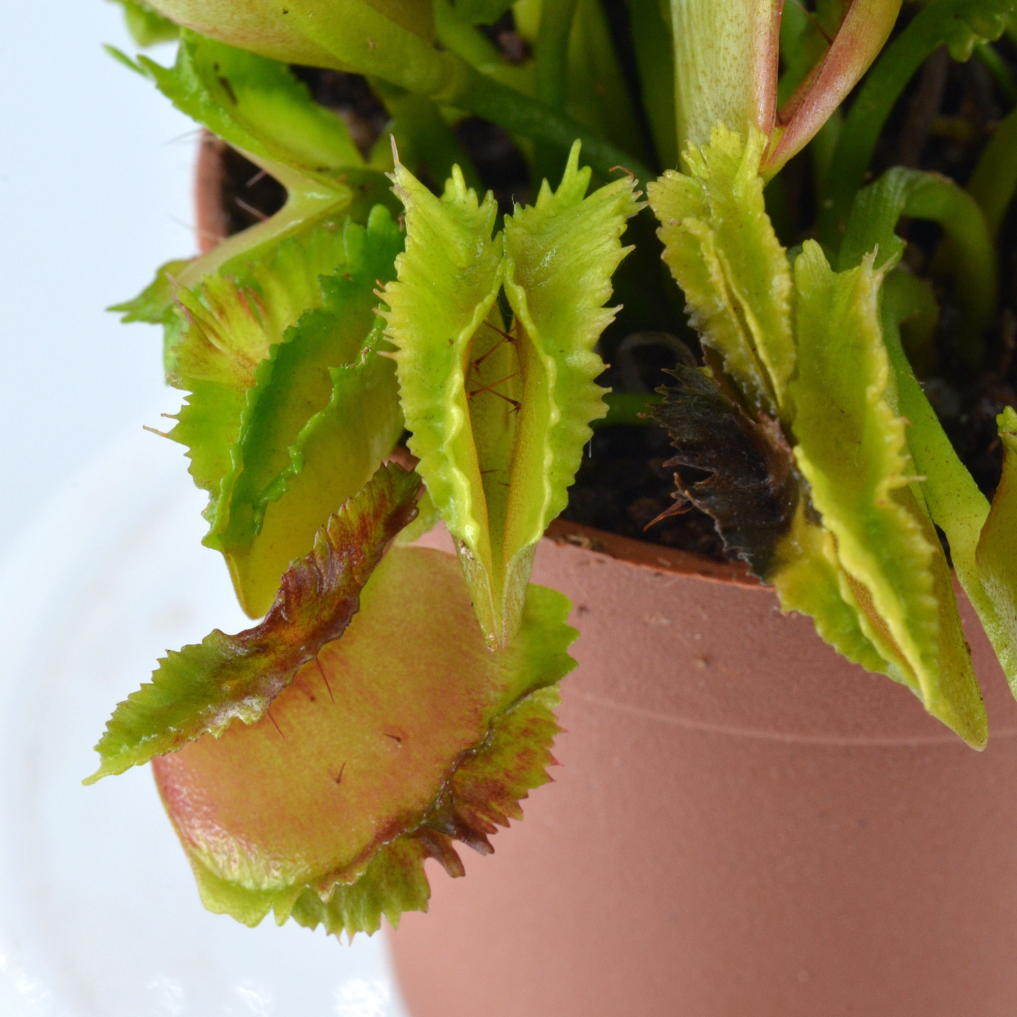 Dionaea muscipula "Cicciolina" - immagine 3