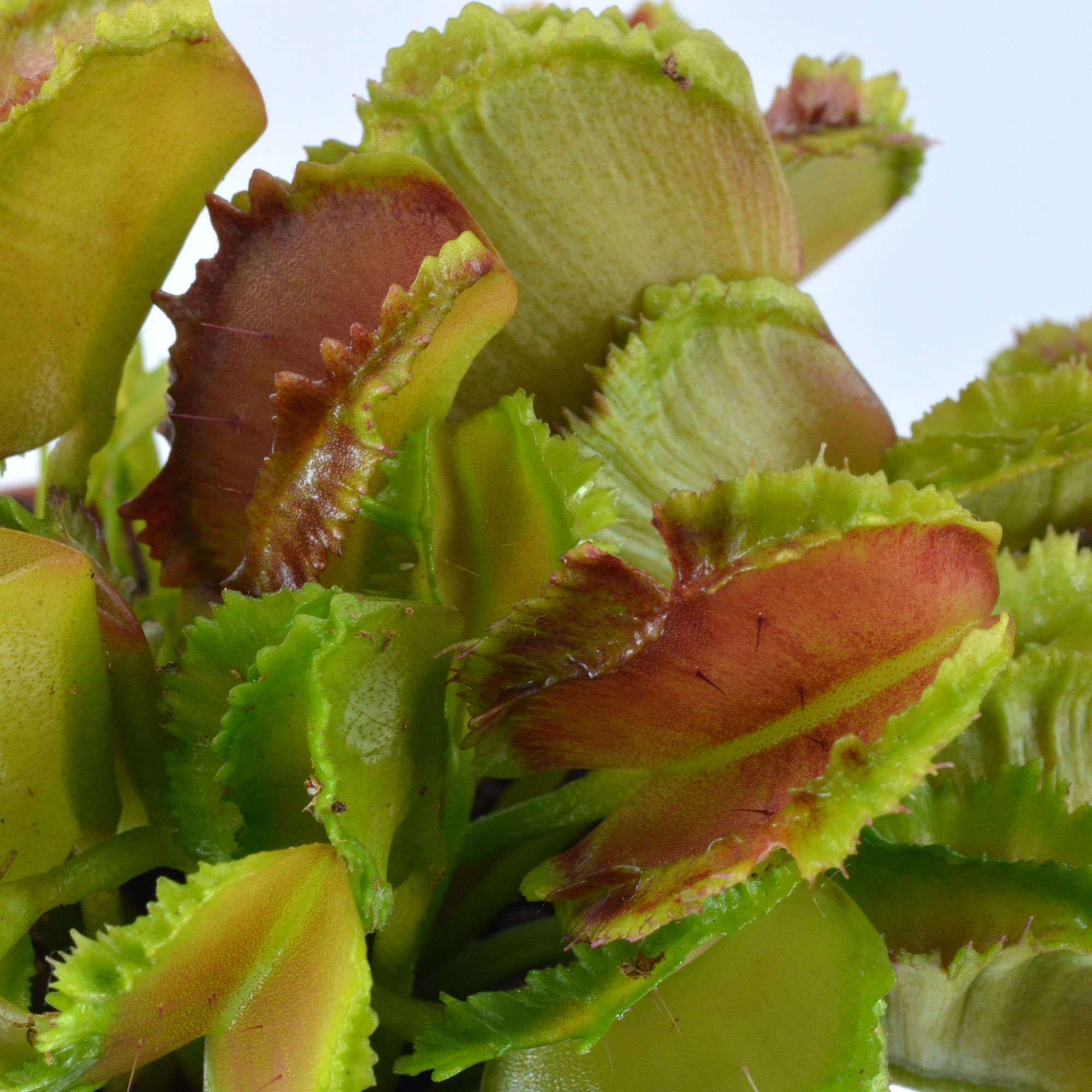 Dionaea muscipula "Cicciolina" - immagine 5