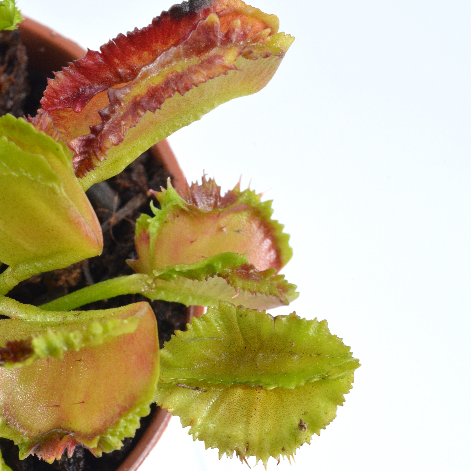 Dionaea muscipula "Cicciolina" - immagine 4