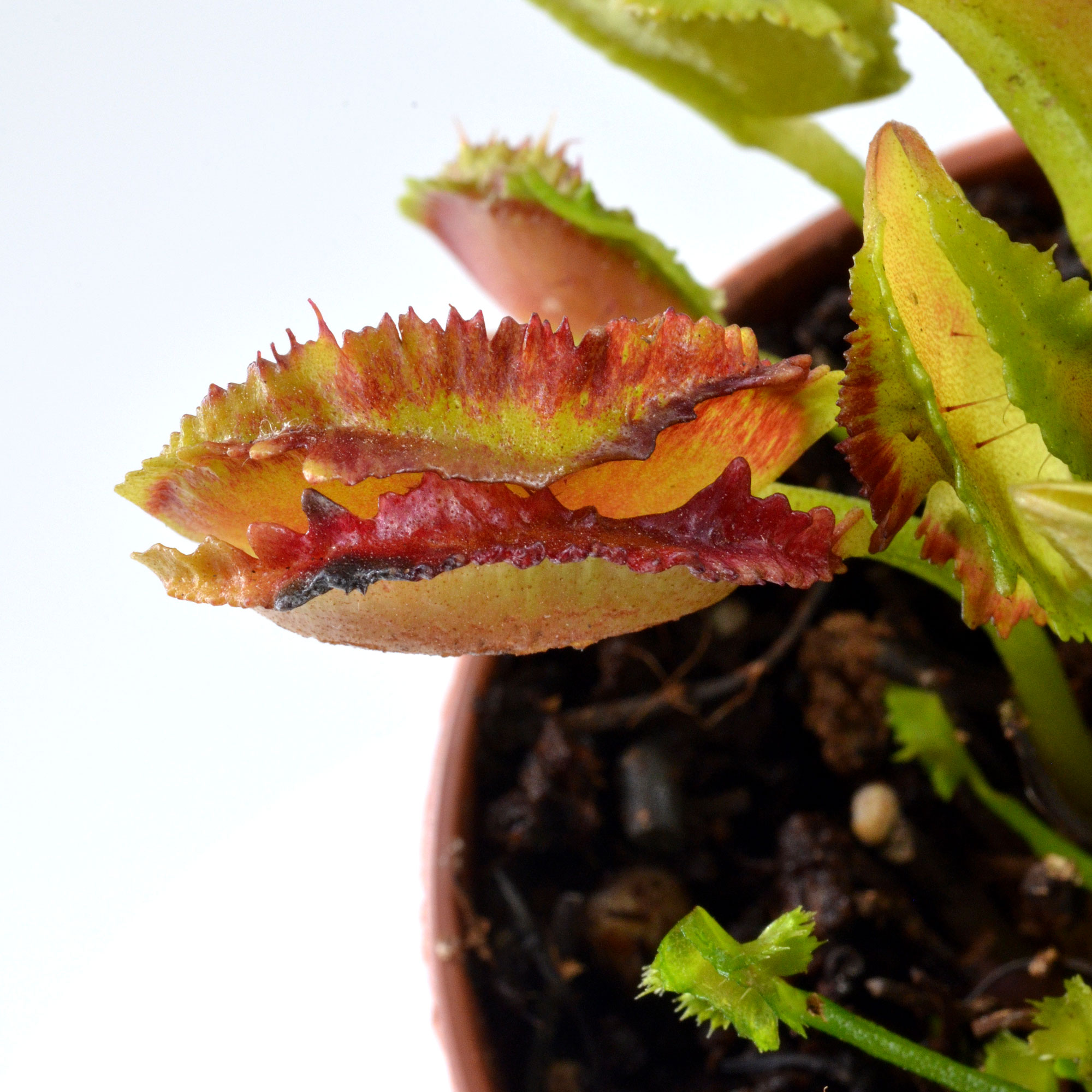 Dionaea muscipula "Cicciolina" - immagine 7
