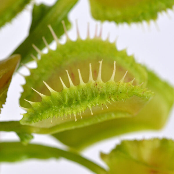 Cicciolina