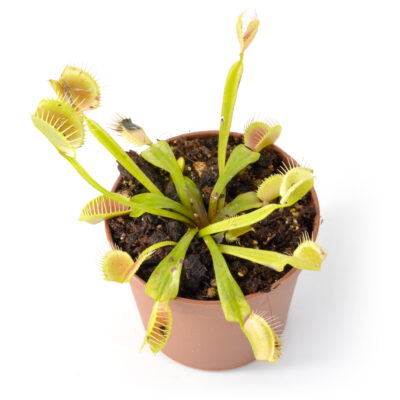Dionaea muscipula "Cup Trap"x "Ghost" #15