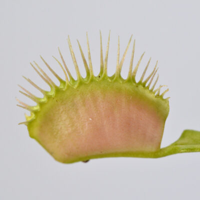 Dionaea muscipula "Cup Trap"x "Ghost" #15