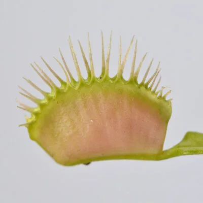 Dionaea muscipula "Cup Trap"x "Ghost" #15