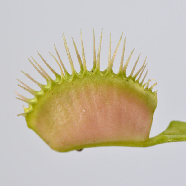 Dionaea muscipula "Cup Trap"x "Ghost" #15