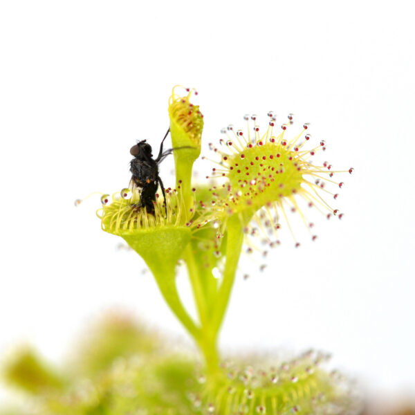 Drosera ramellosa [Western Australia]