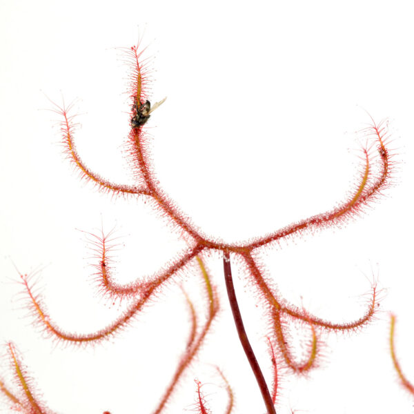 Drosera binata var. multifida f. extrema