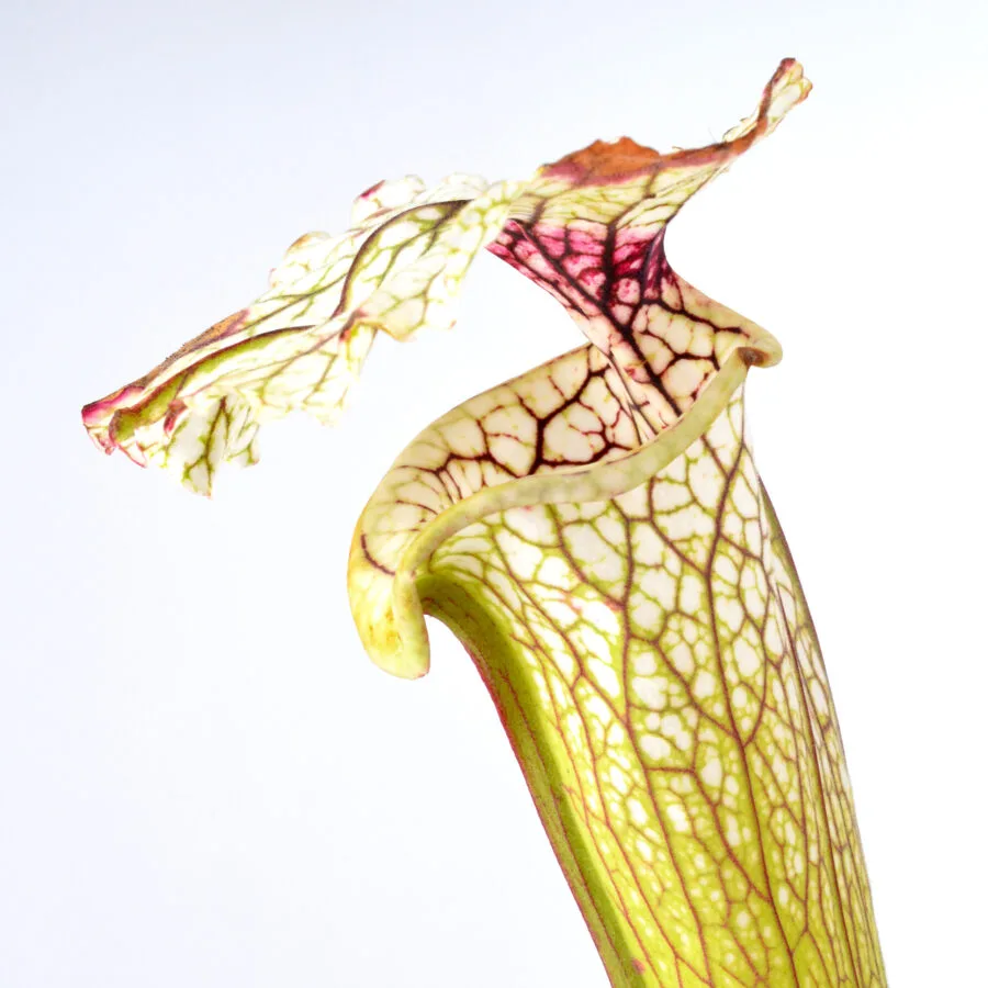 Sarracenia ((leucophylla x oreophila) x leucophylla) "Pink, Robust Clone" x moorei "A Porais" H356 MK DFH19
