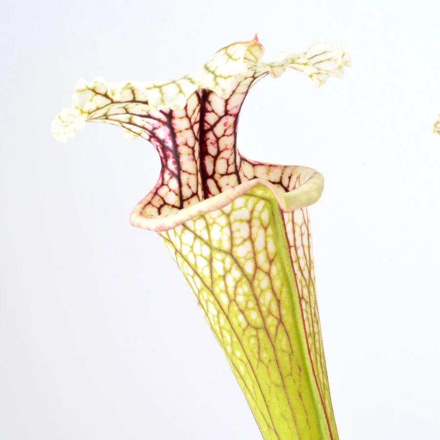Sarracenia ((leucophylla x oreophila) x leucophylla) "Pink, Robust Clone" x moorei "A Porais" H356 MK DFH19