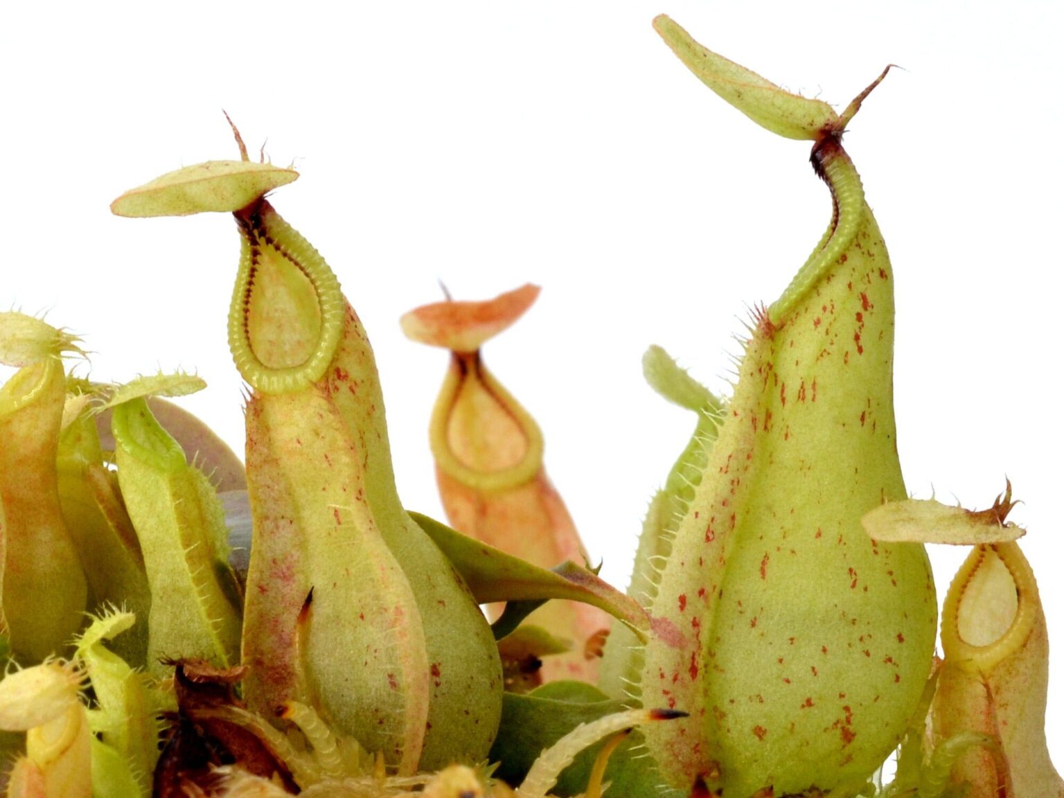Nepenthes rafflesiana