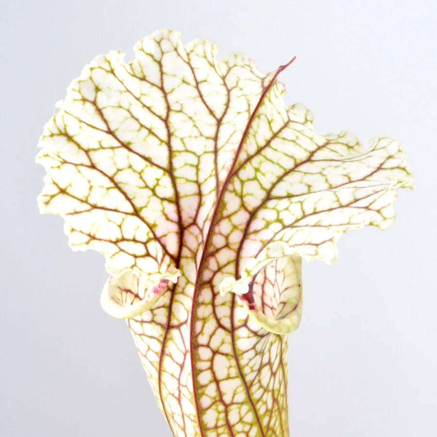 Sarracenia ((leucophylla x oreophila) x leucophylla) "Pink, Robust Clone" x moorei "A Porais" H356 MK DFH19