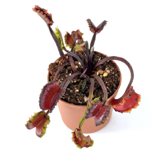 Dionaea muscipula Black Wolf AR werewolf x Asura #1
