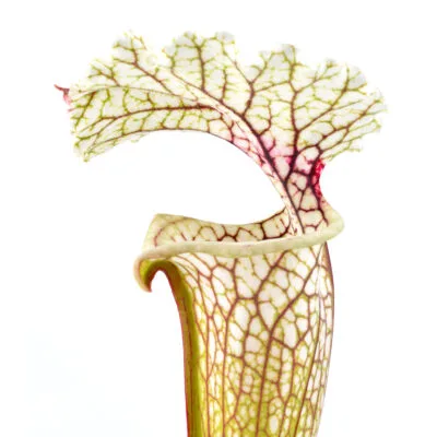 Sarracenia ((leucophylla x oreophila) x leucophylla) "Pink, Robust Clone" x moorei "A Porais" H356 MK DFH19