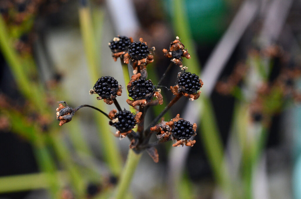 Dionaea Muscipula “Made in Diflora”