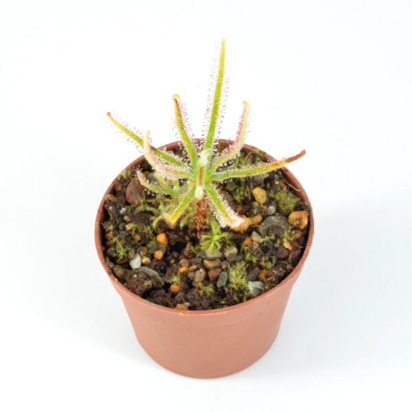 Drosera magnifica [Pico do Padre Ângelo, Minas Gerais, Brazil]