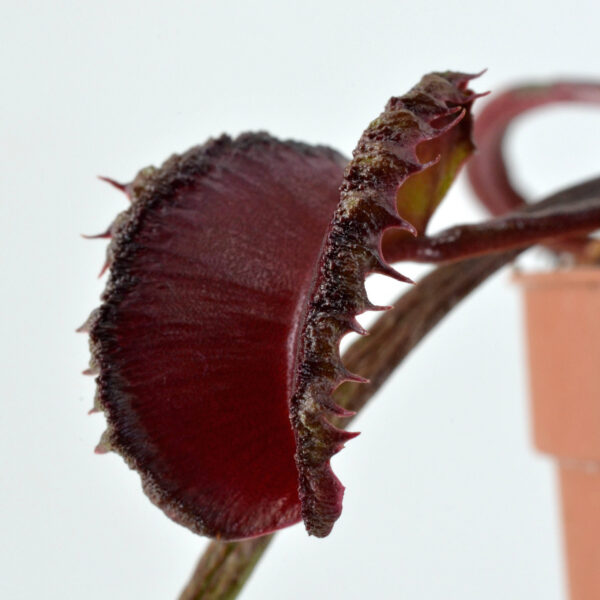 Dionaea muscipula Black Wolf AR werewolf x Asura #1