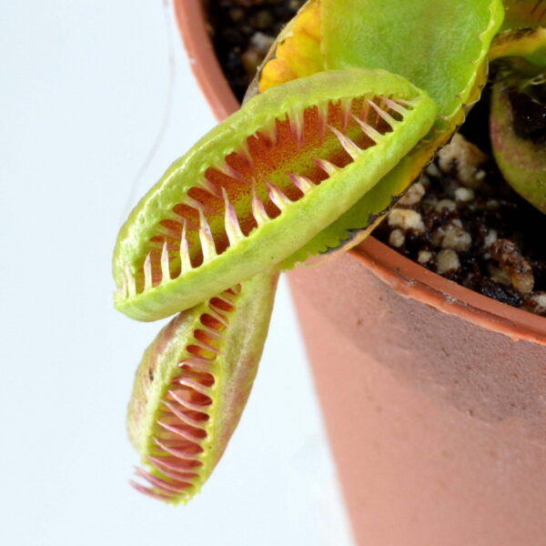 Dionaea muscipula Ramasse I