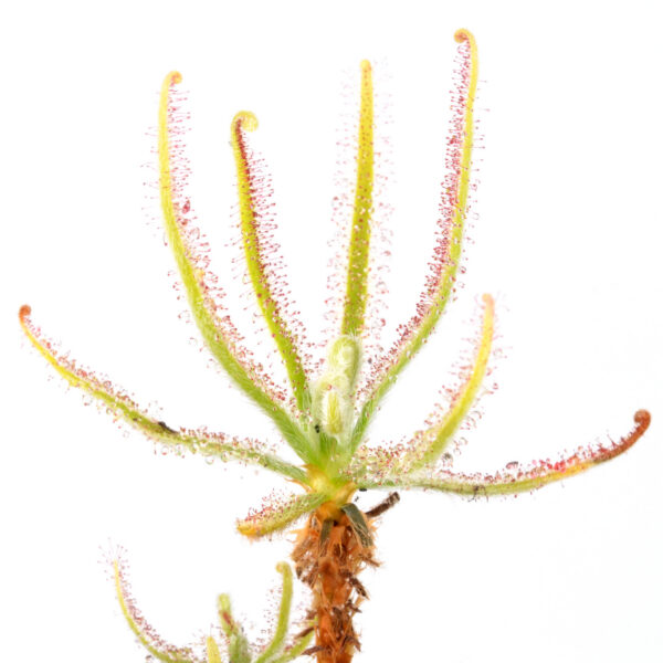 Drosera magnifica [Pico do Padre Ângelo, Minas Gerais, Brazil]