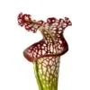 Sarracenia