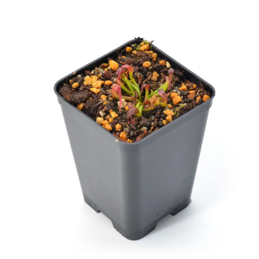 Darlingtonia Californica Red German Giant x Self #1