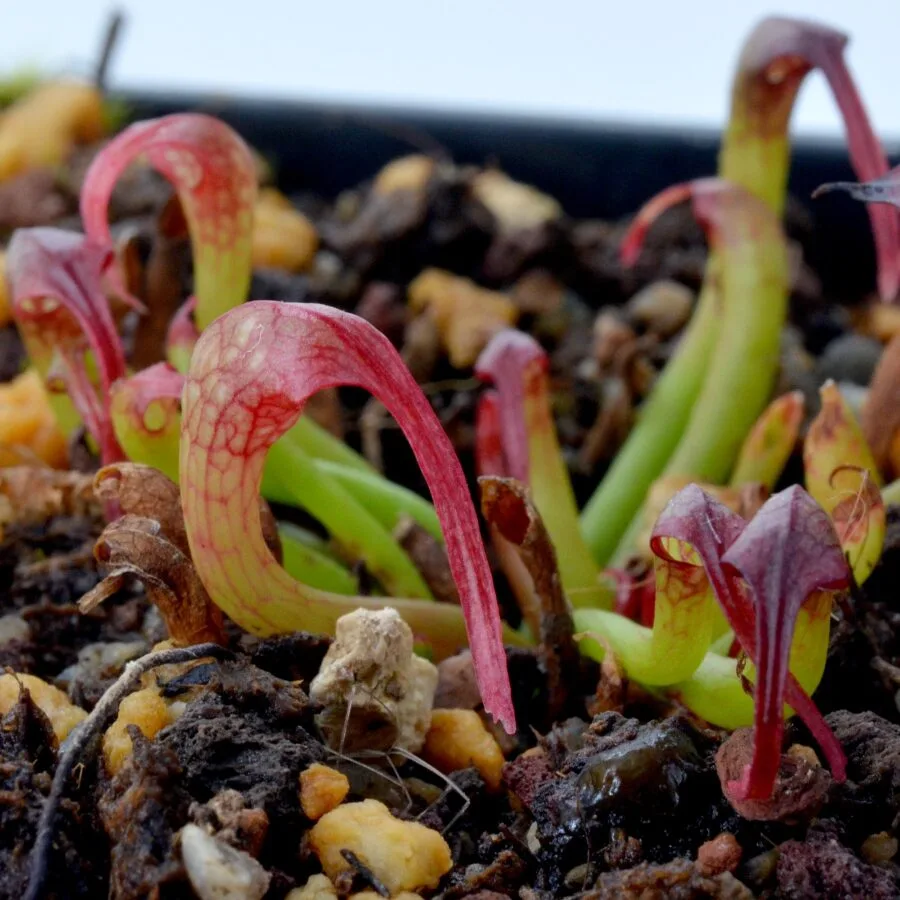 Darlingtonia Californica Red German Giant x Self #1