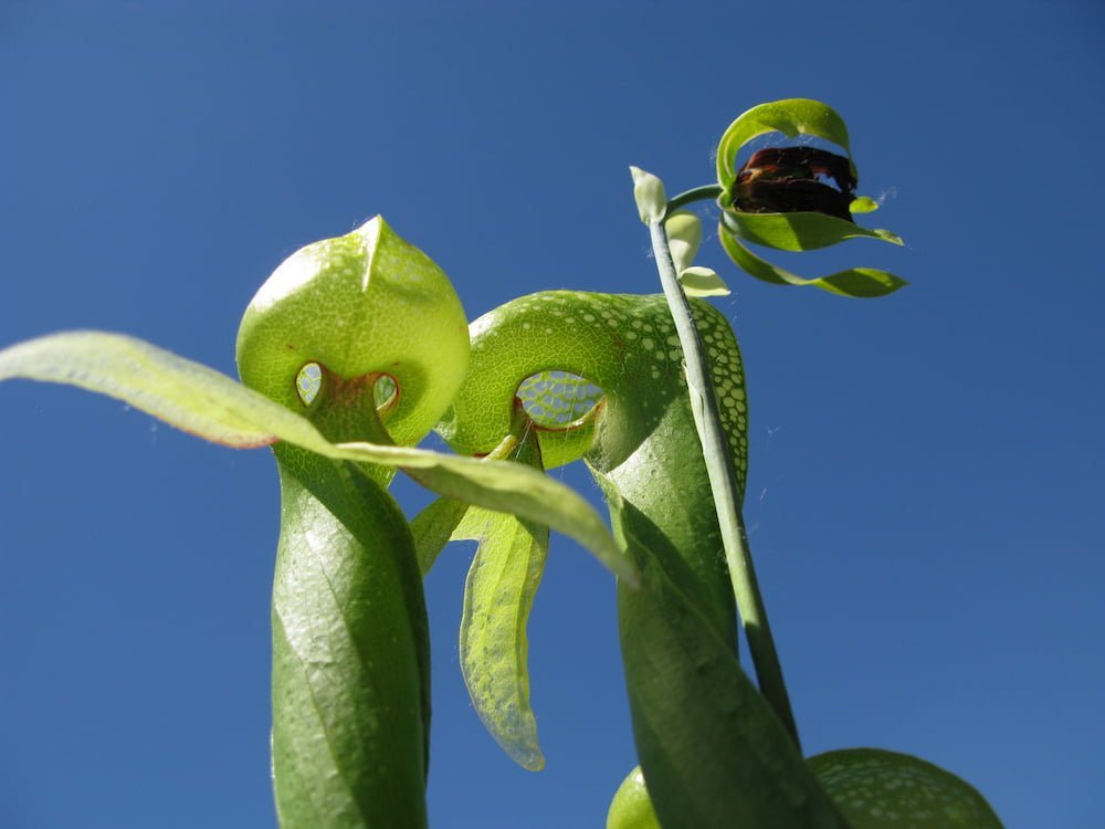 Darlingtonia californica