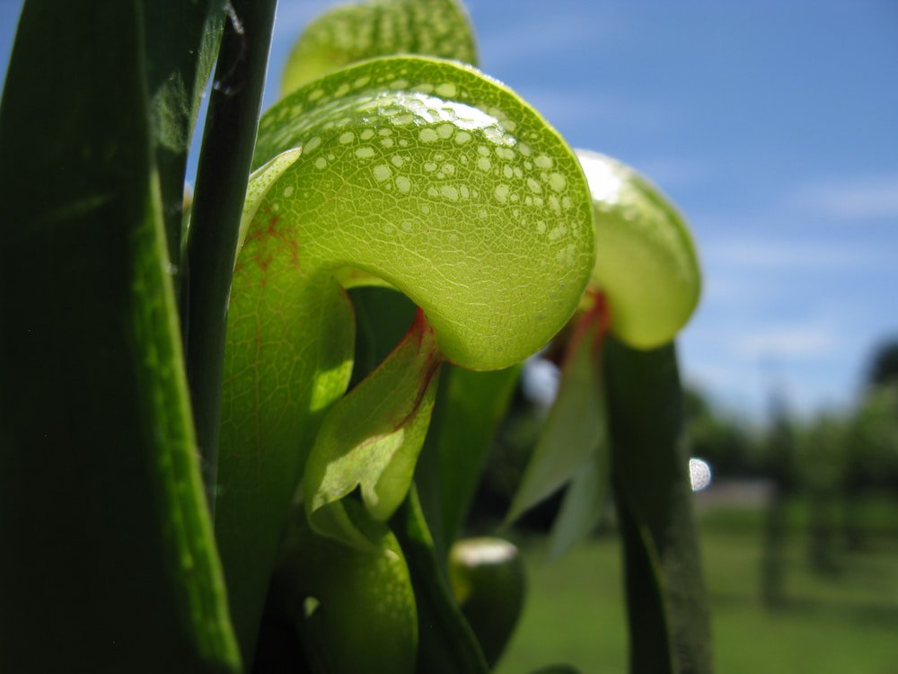 Darlingtonia californica