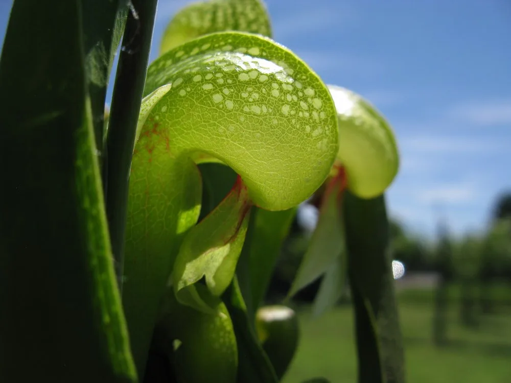 Darlingtonia californica